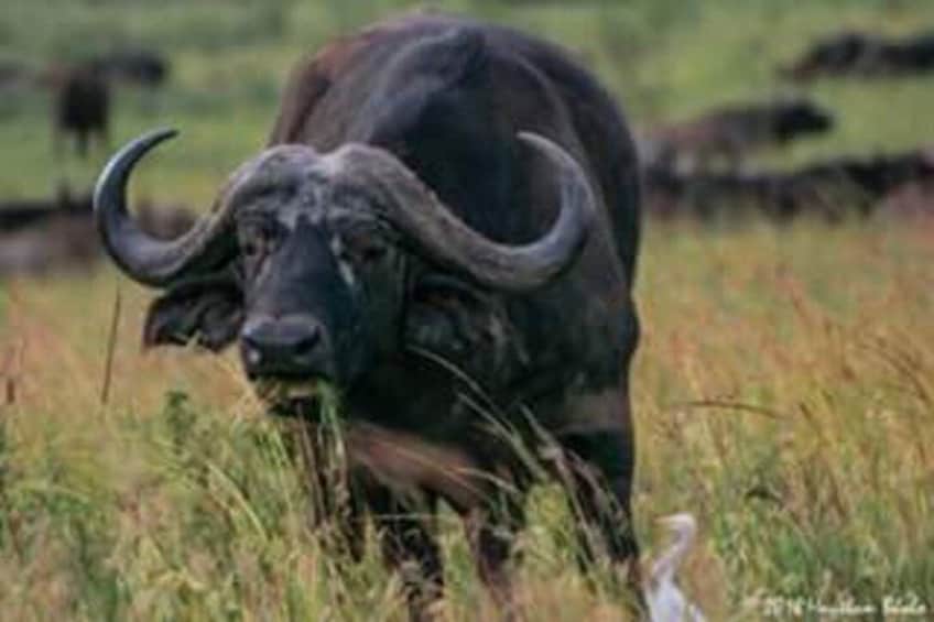 2 Day Tsavo East and West National Park Safari 1
