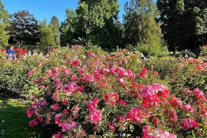 A garden with pink flowers and green grass. 5