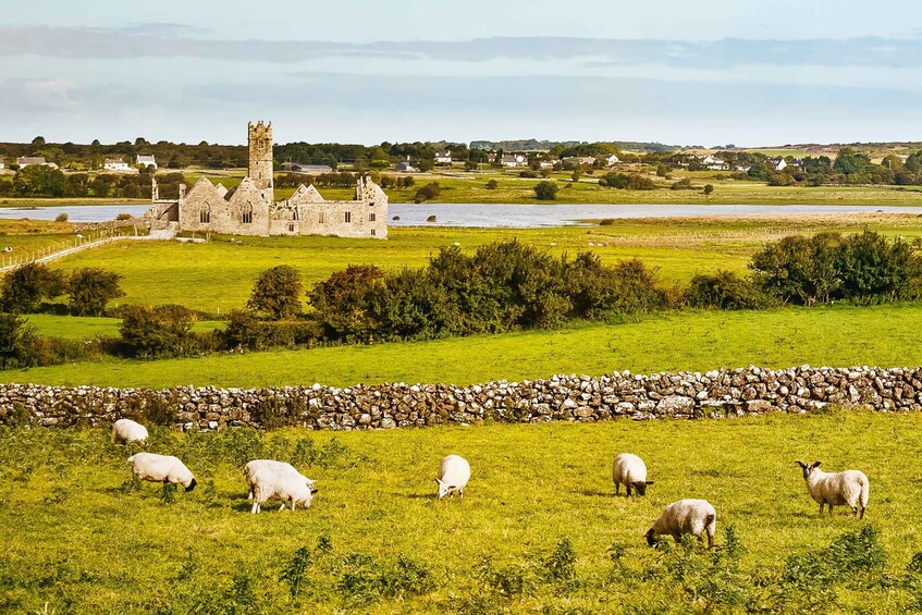 A stone church with a tower, a stone wall, and sheep grazing in a field. 3
