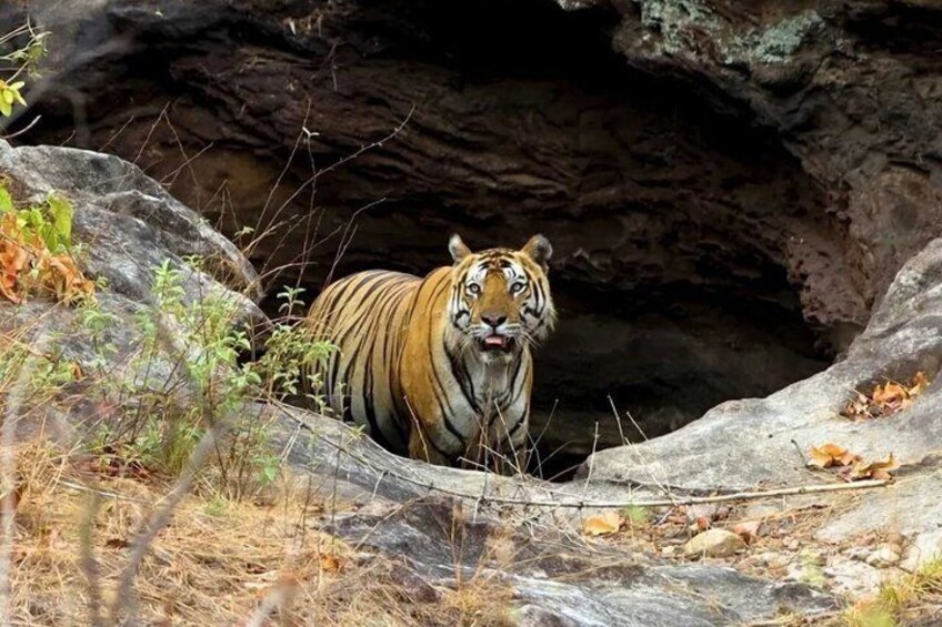 Pench Tiger Safari Tour 3 Days and 2 Nights from Nagpur 2