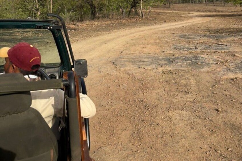 Pench Tiger Safari Tour 3 Days and 2 Nights from Nagpur 4