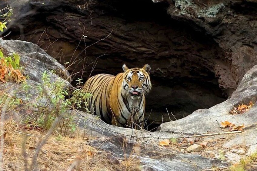A tiger in a rocky enclosure with vegetation around. 2