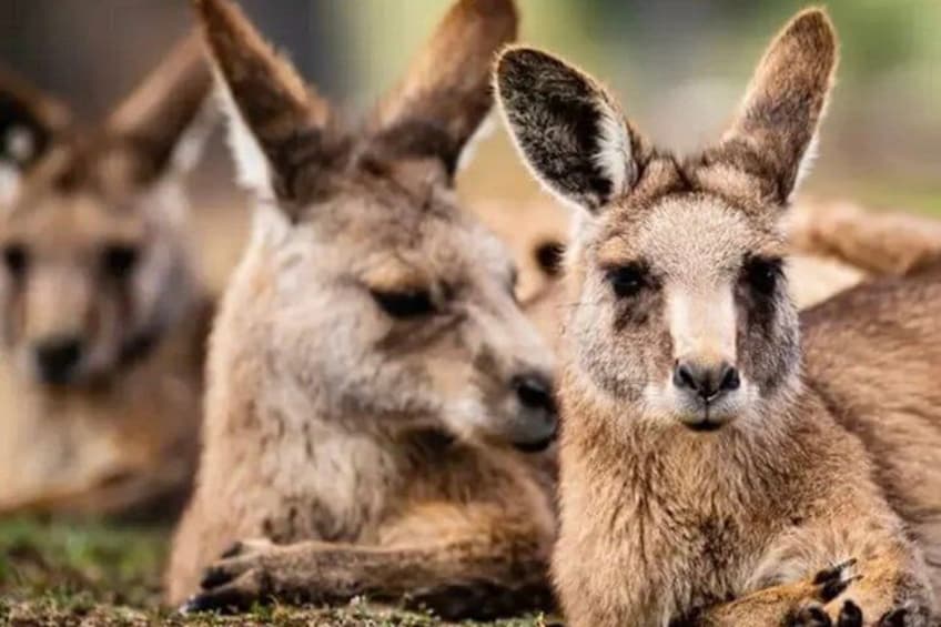 Hobart Mona Salamanca Place Zoo and Mt Wellington Tour 5