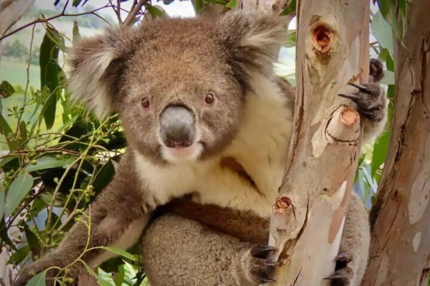 Hobart Mona Salamanca Place Zoo and Mt Wellington Tour 4