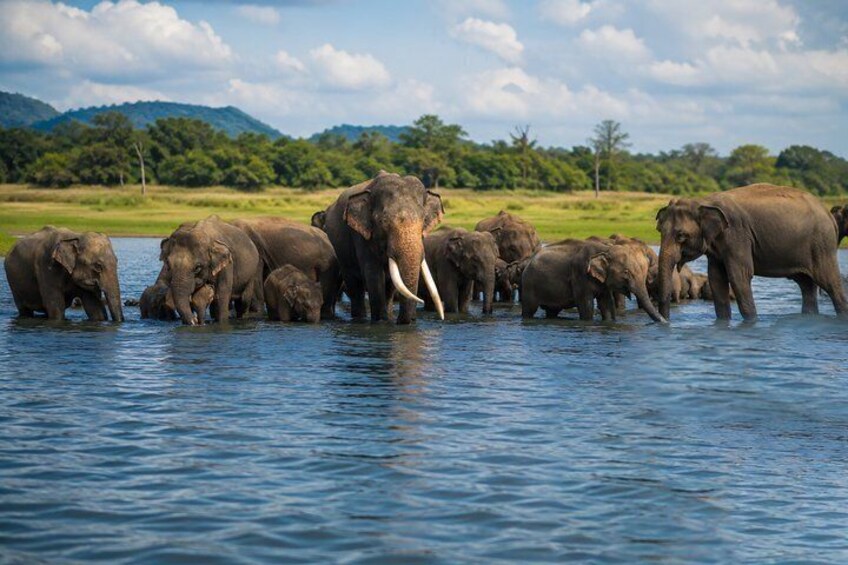 Minneriya National Park Private Jeep Safari Half Day with Pickup 4