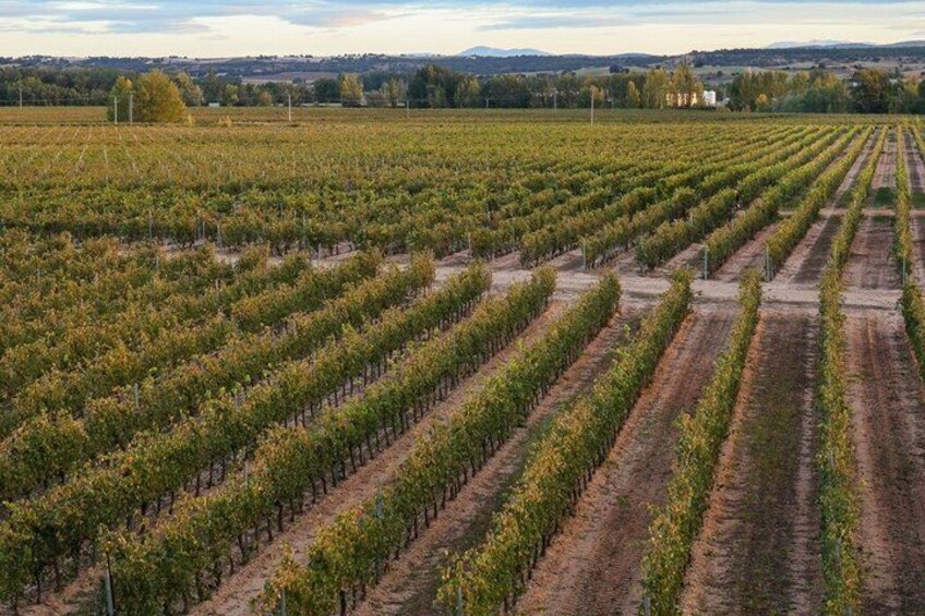 Private tour and wine tasting in Aranda de Duero 3