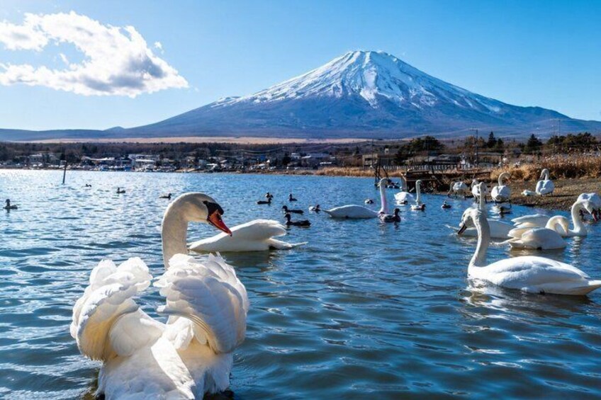 Private Car Tour to Lake Yamanaka and Mt. Fuji from Tokyo 3