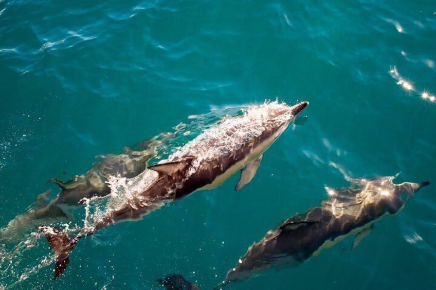 Catamaran Dolphin Adventure 1
