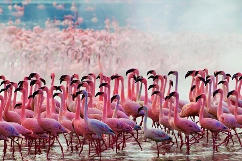 3 Days Lakes of Kenya for Photography and Bird Watching Safari 5