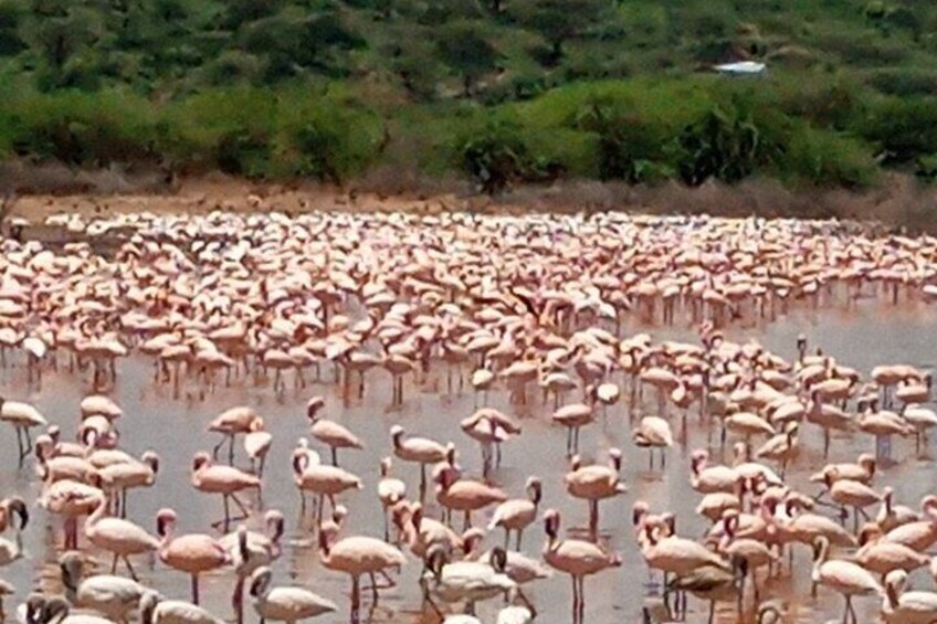 A large flock of flamingos in a shallow water body. 2