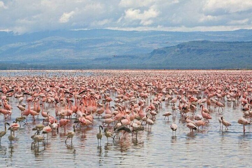 A large flock of flamingos in shallow water with a mountainous landscape in the background. 3