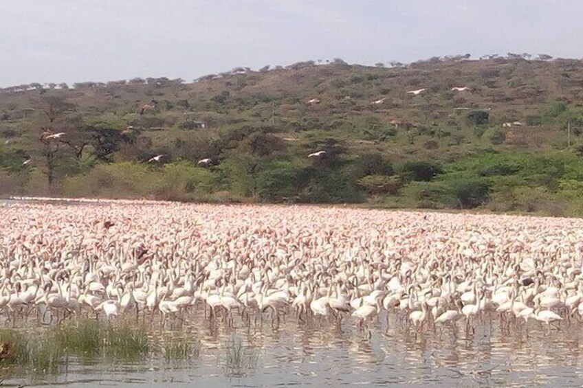 A large flock of white birds, likely flamingos, standing in a shallow water body with a hilly landscape in the background. 4