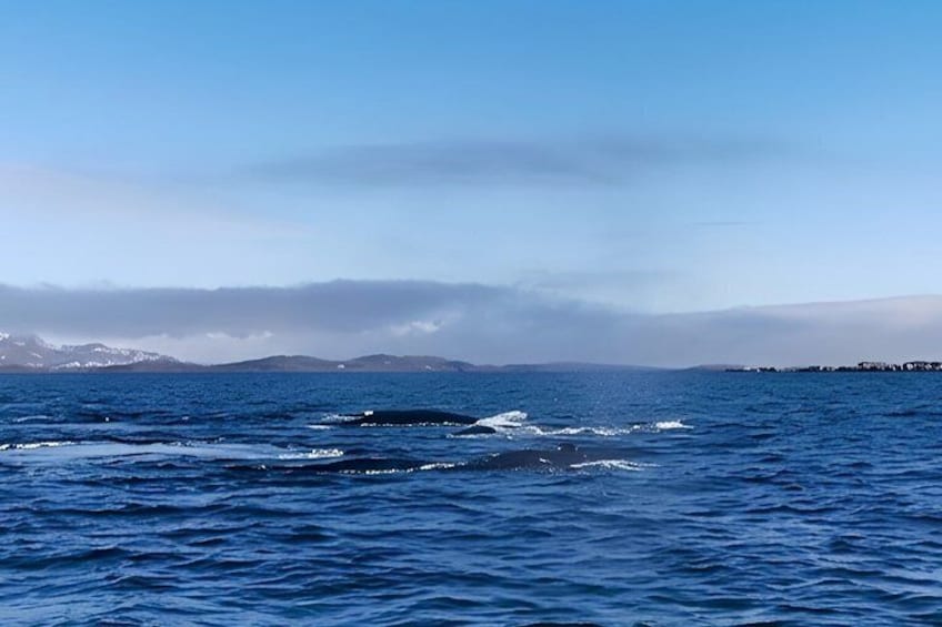 Paamiut Fjord and Iceberg Discovery Boat Tour 3