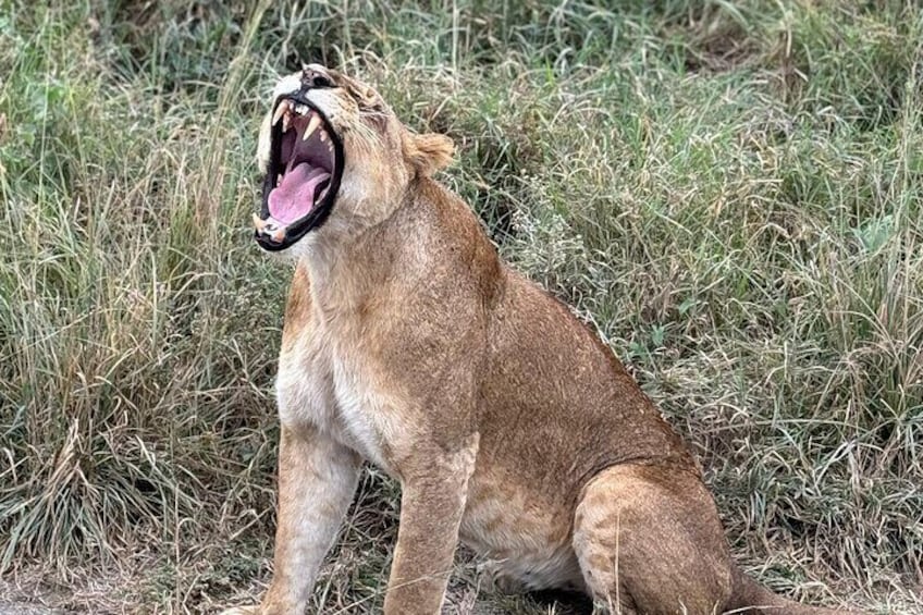 A lion sitting in tall grass. 1