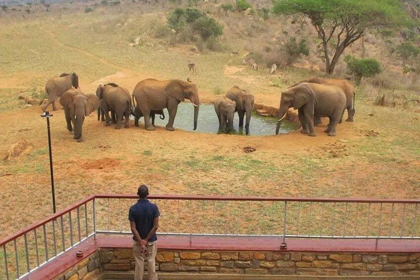 A man observing elephants by a waterhole. 1