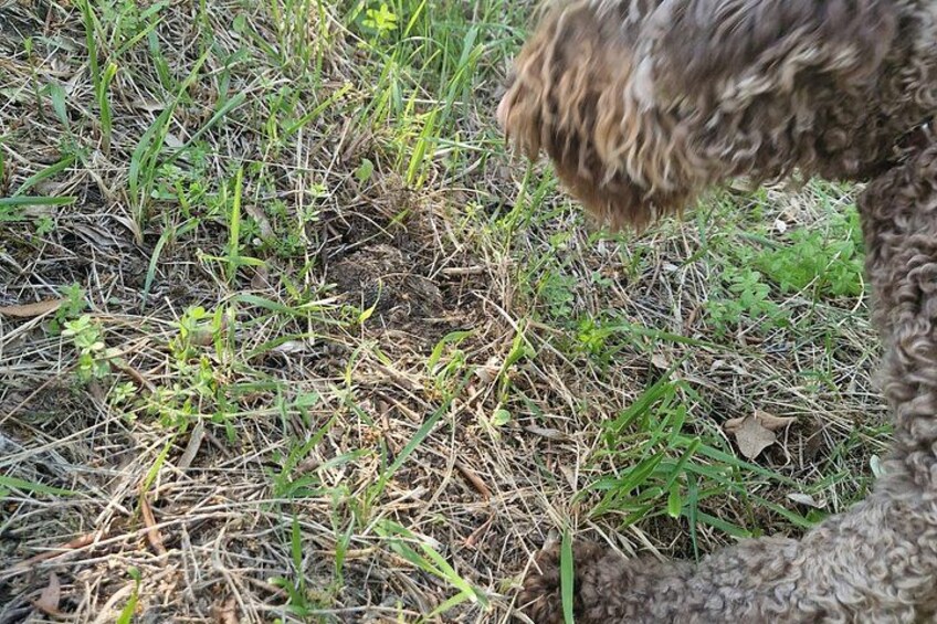A dog with curly fur, grass, and dry leaves on the ground. 5
