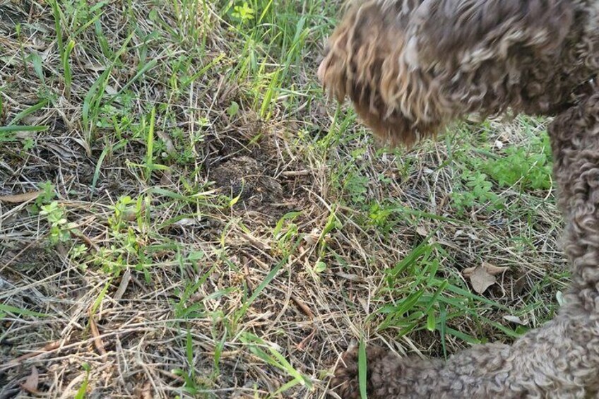 Truffle Hunting and Tasting of Local Products in Tuscany 5