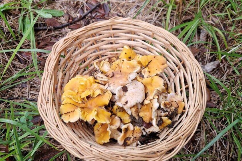 Truffle Hunting and Tasting of Local Products in Tuscany 2