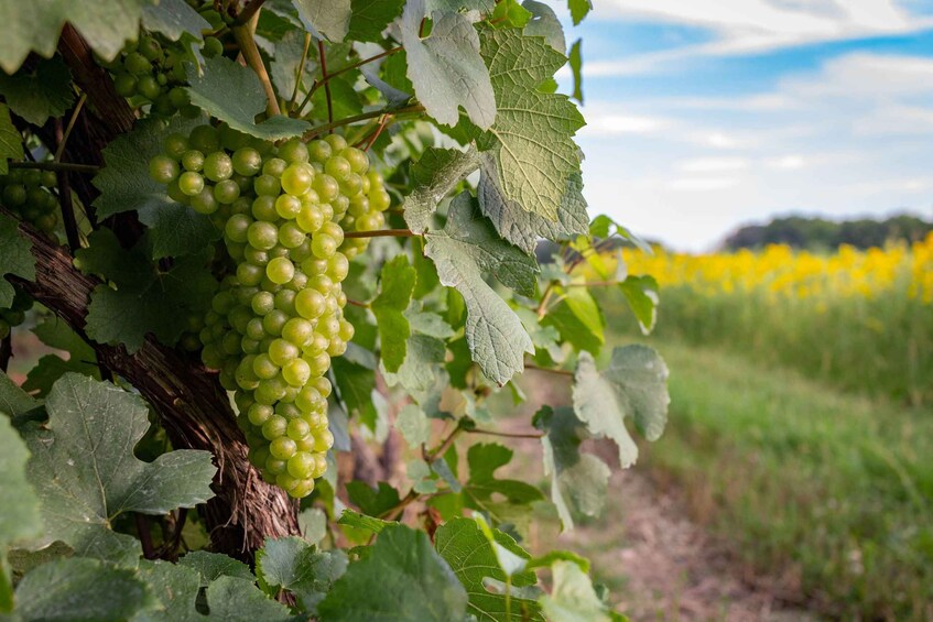 Picture 4 for Activity Private Day Tour: Chablis Vine from Paris 5
