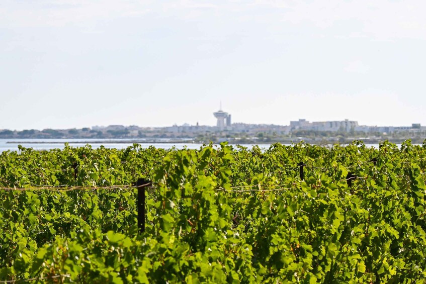 Picture 1 for Activity Montpellier : Organic Wine Tasting - Food and wine pairing 3