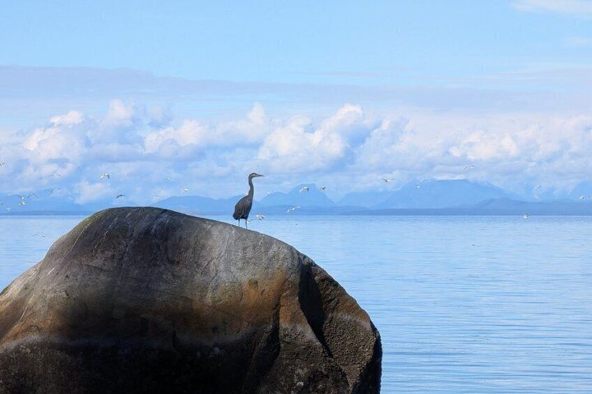 Seal Bay Nature Walk 1