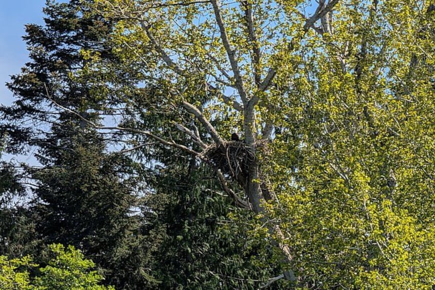 A tree with a nest in its branches. 3