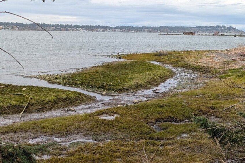 Seal Bay Nature Walk 2