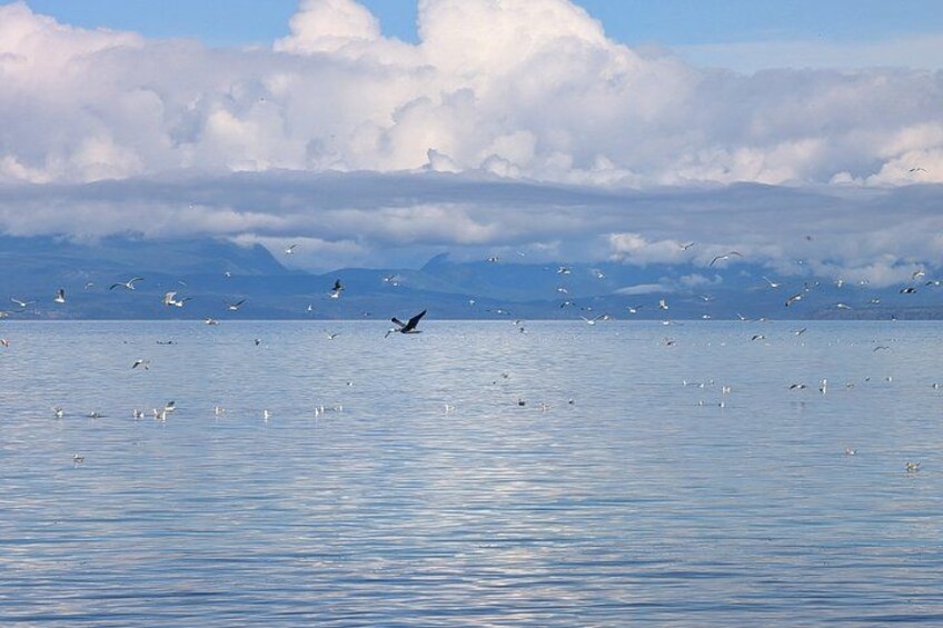 A calm body of water with seagulls flying and resting. 5