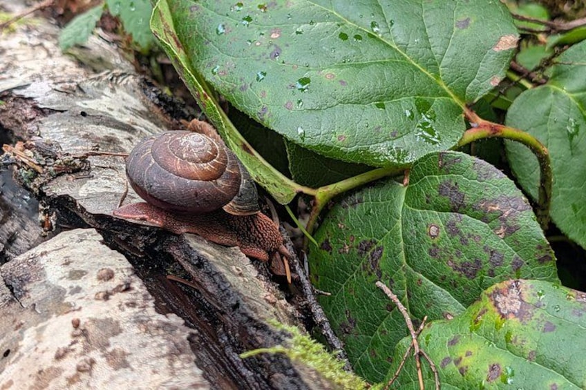 A snail on a log with green leaves and water droplets. 4