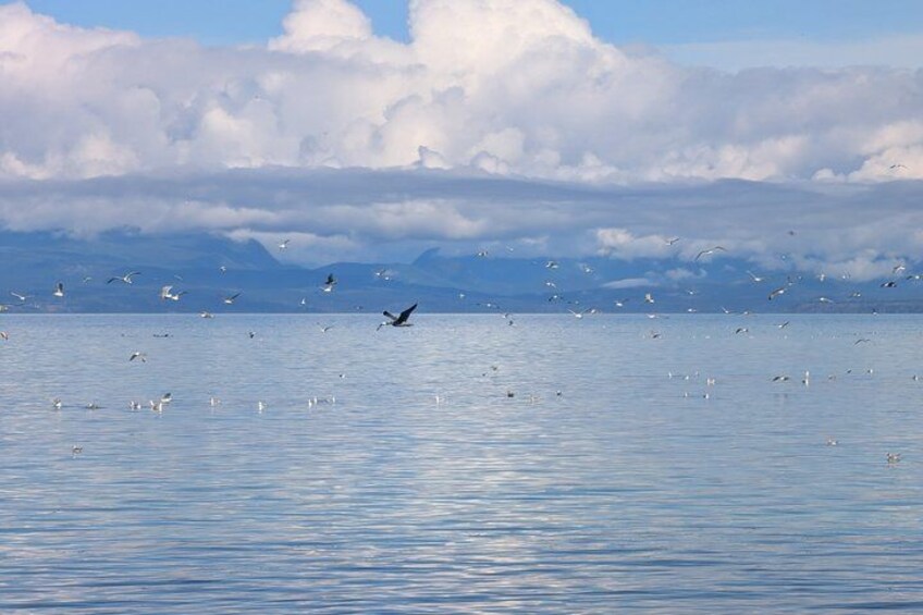 Seal Bay Nature Walk 5