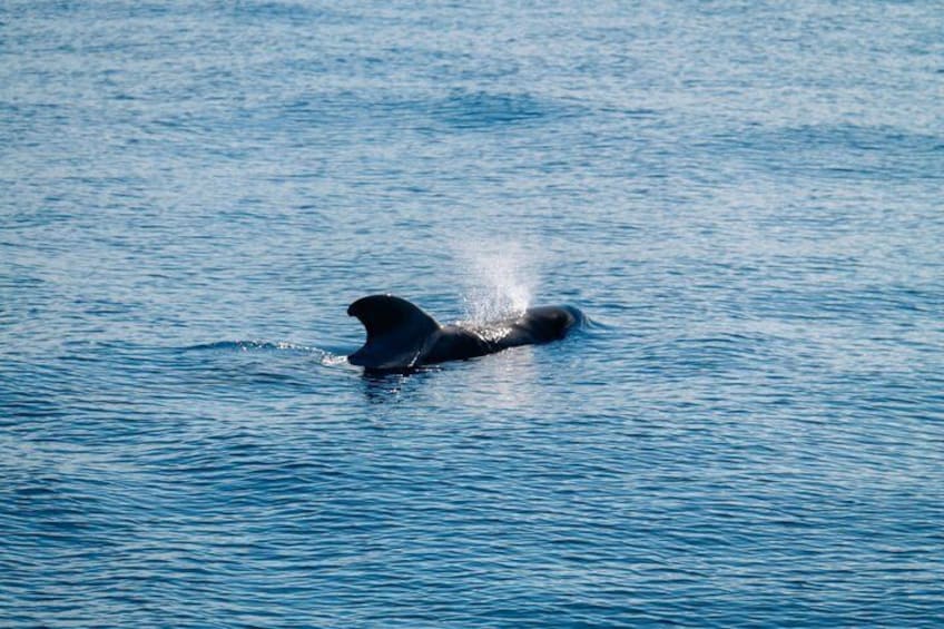 Discover Whales in Tenerife: Exclusive Yacht Tour, Swim & Lunch 2