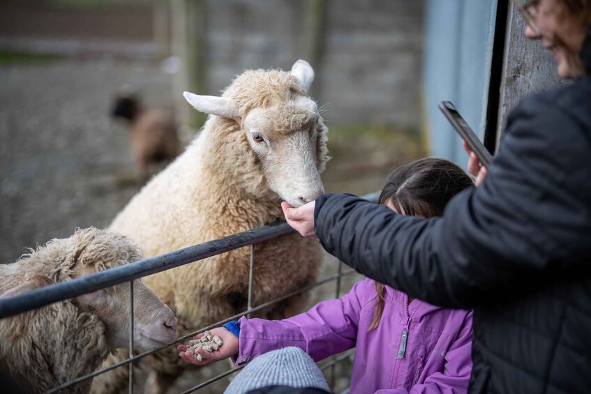 Te Anau: Guided Farm Tour with Sheep Shearing & Dog Show 1