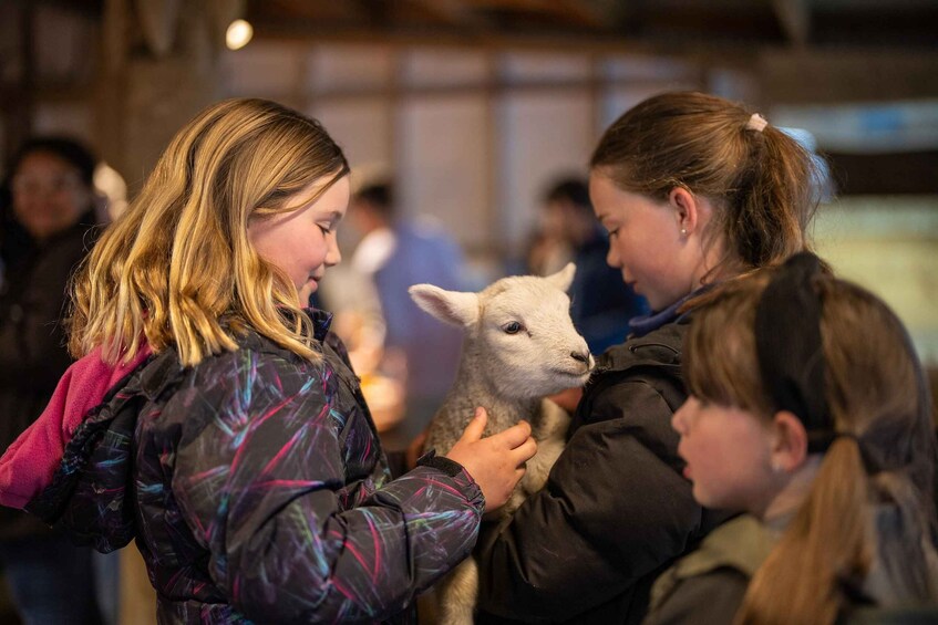 Picture 2 for Activity Te Anau: Guided Farm Tour with Sheep Shearing & Dog Show 4