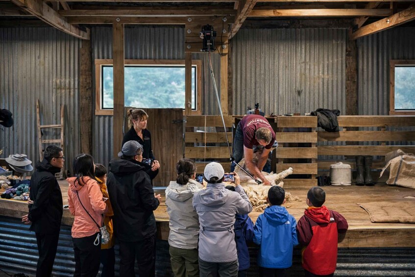 Picture 1 for Activity Te Anau: Guided Farm Tour with Sheep Shearing & Dog Show 3