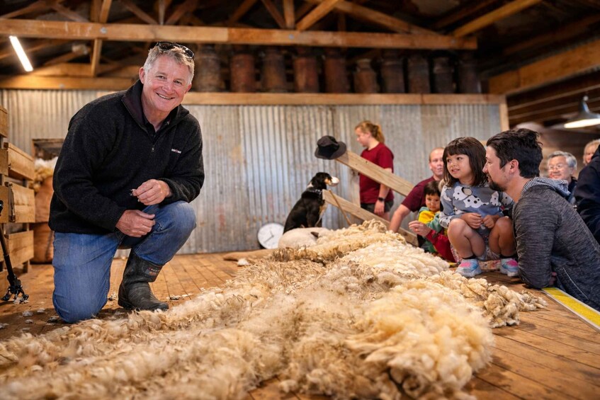 Picture 5 for Activity Te Anau: Guided Farm Tour with Sheep Shearing & Dog Show 2