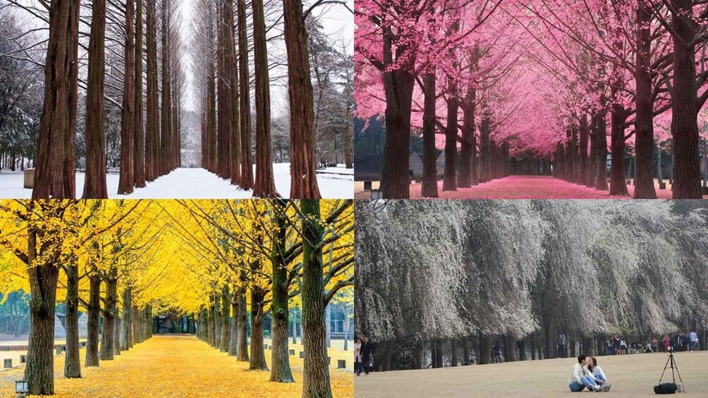 Picture 2 for Activity Alpaca World, Nami Island, and Rail Bike Tour 3