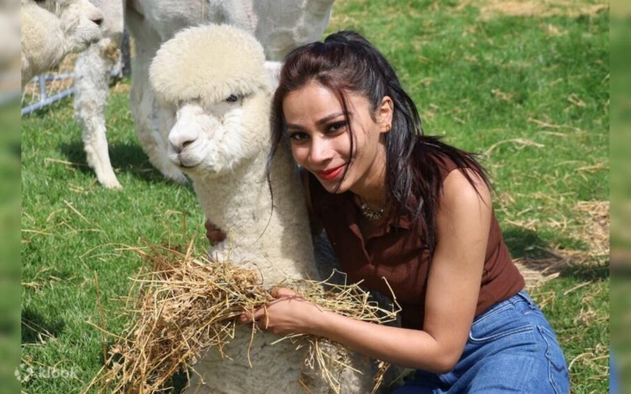 Alpaca World, Nami Island, and Rail Bike Tour 1
