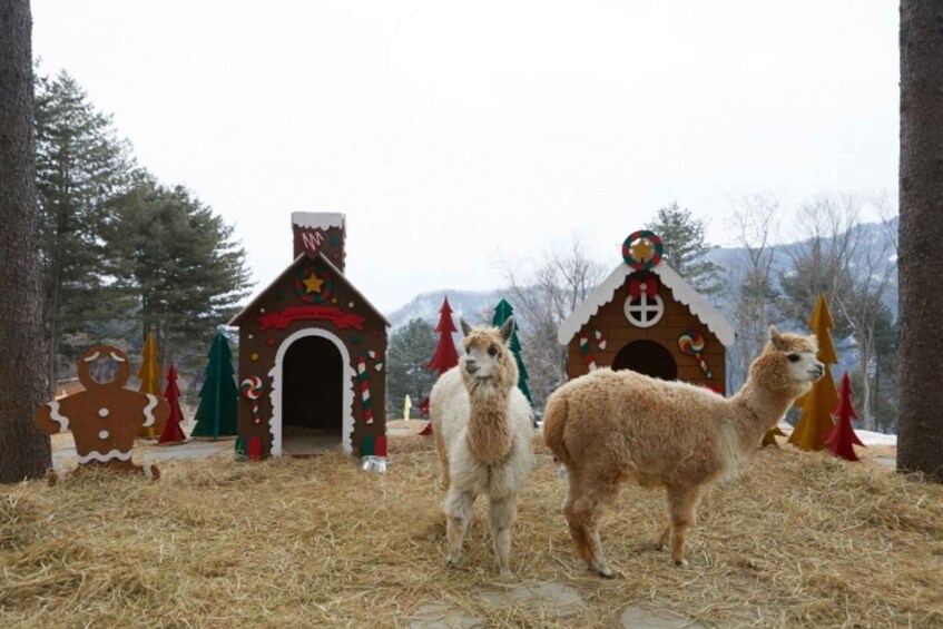 Picture 1 for Activity Alpaca World, Nami Island, and Rail Bike Tour 4