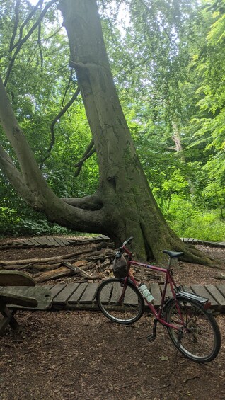 Picture 2 for Activity Amsterdam: Bike Tour 4