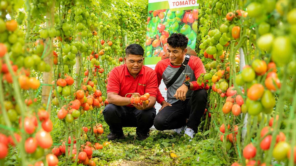 Picture 3 for Activity Bali: Farm Tour with Tomato Harvesting Experience 2