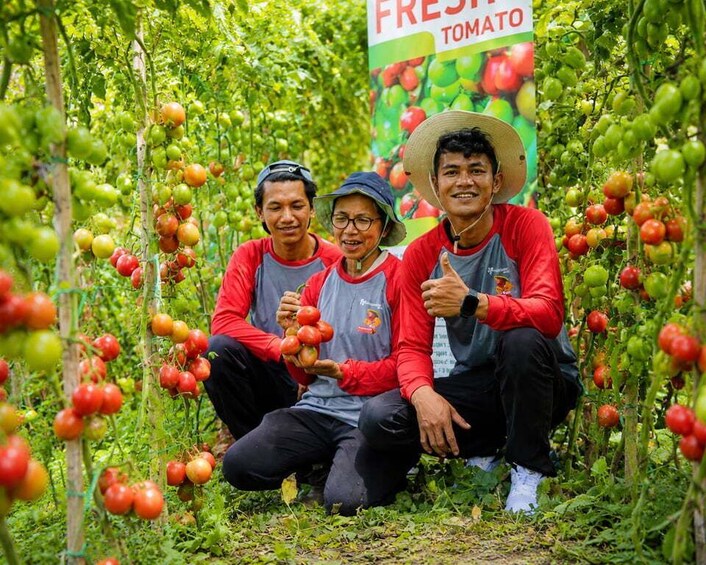 Picture 2 for Activity Bali: Farm Tour with Tomato Harvesting Experience 3