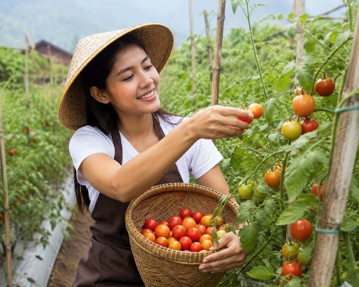 Bali: Farm Tour with Tomato Harvesting Experience 1
