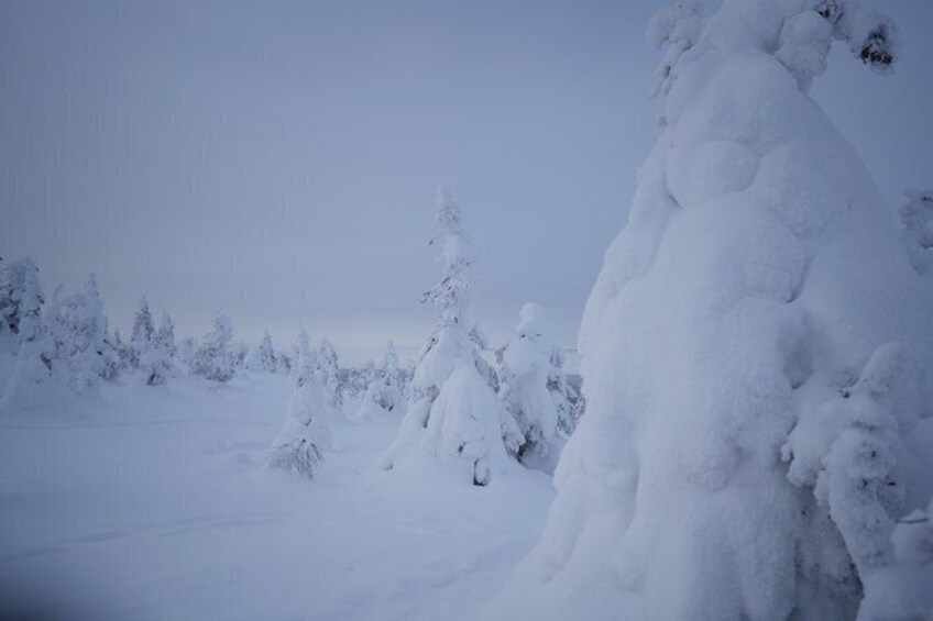 Ruka Northern Ostrobothnia Tour Experience 4