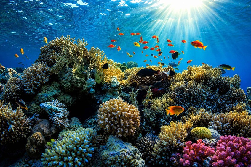 Picture 3 for Activity From Sumbawa: Moyo Island 3-Day Private Diving Expedition 2
