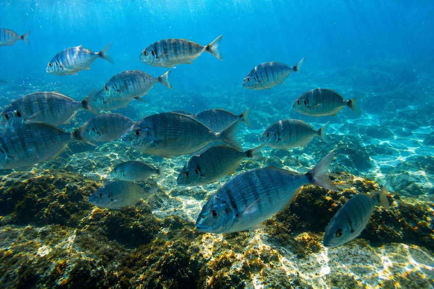 Picture 1 for Activity Cabo de Gata: Guided Snorkel Tour with Photos and Drink Included 4