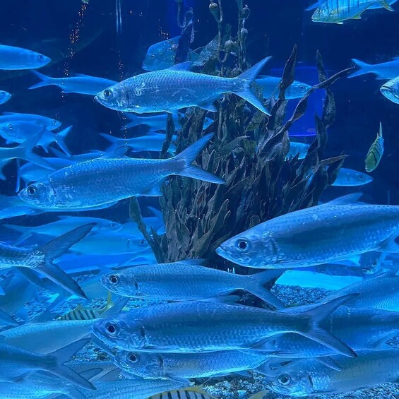 Picture 11 for Activity Jakarta Aquarium & Safari Entrance Ticket 4