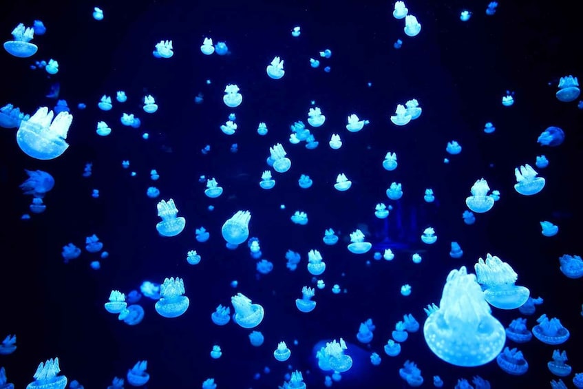 Picture 3 for Activity Jakarta Aquarium & Safari: Entrance Ticket with 13 Zones 2