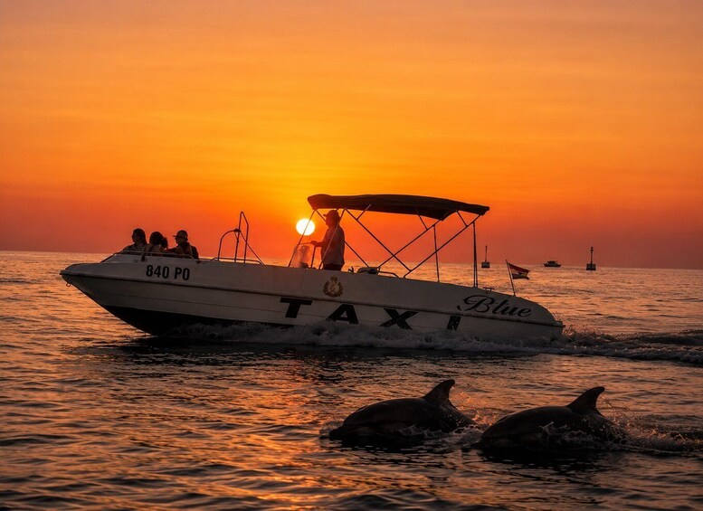 Poreč: Dolphin-Watching Speedboat Tour 1