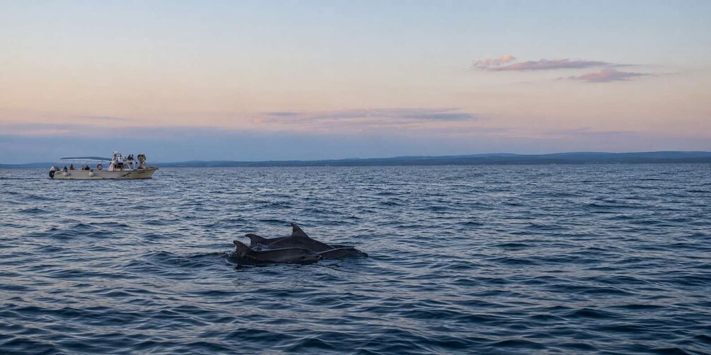 Picture 1 for Activity Poreč: Dolphin-Watching Speedboat Tour 5