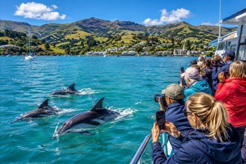 Dolphins swimming in clear blue water, with people on a boat taking photos. 1